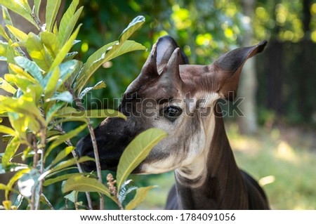 Okapi (Okapia johnstoni), forest giraffe or zebra giraffe, artiodactyl mammal native to jungle or tropical forest, Congo, Rwanda, Central Africa, beautiful animal with white stripes in green leaves.