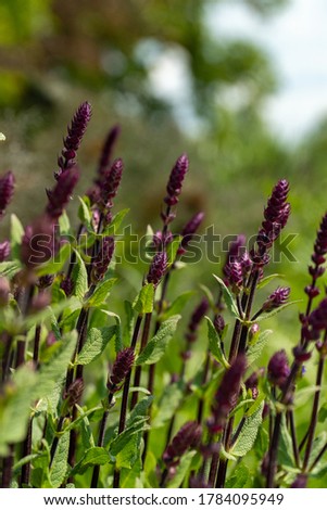 Photo of young mossy sage, beautiful purple flowers, green background.