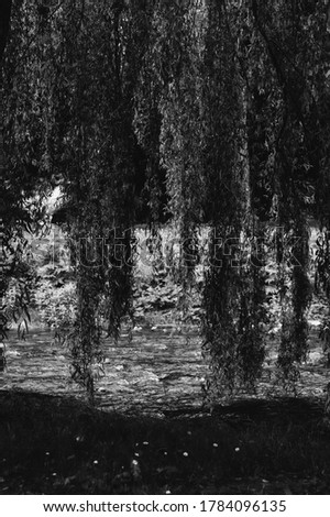 leaves of a weeping willow falling near to a river. photo in black and white