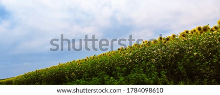 Aerial photography of blooming yellow sunflowers field with blue cloudless sky. Sunflower field under blue sky with white fluffy clouds. The horizon in the photo is conceptually tilted.