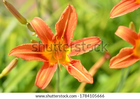 orange tiger lily bright in sunlight lots of green in back ground
