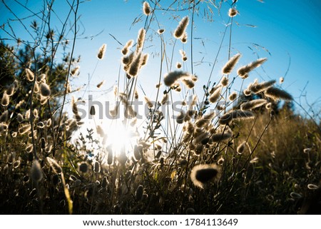 Dried flowers in the field illuminated by an intense sun in summer.