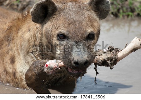 Hyena eating leg bone of wildabeest