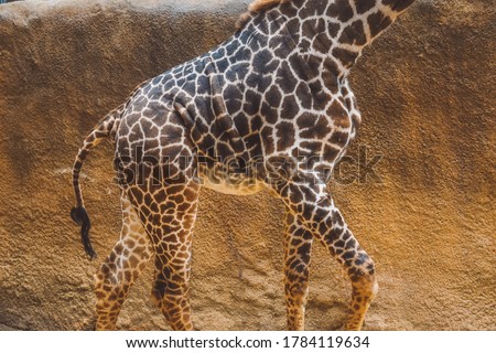 A giraffe being a girrafe.