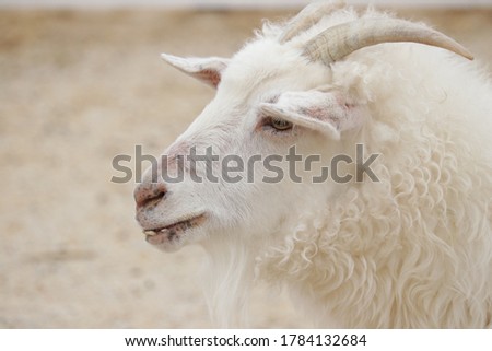 close up picture of a goat