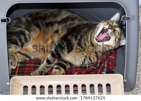 Tired Cat Resting in a Cat Carrier