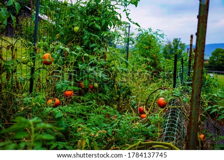 Tomatoes growing in a garden 