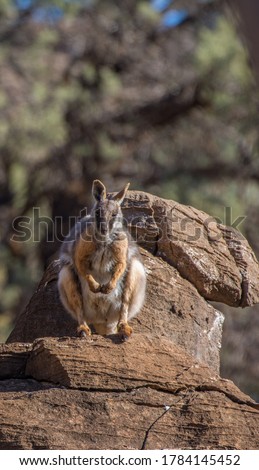 Yellow footed rock wallaby sitting