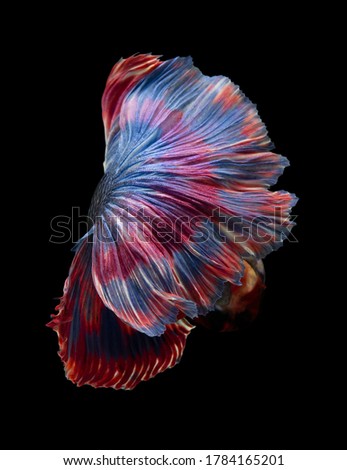 Multi color Siamese fighting fish(Rosetail)(halfmoon),fighting fish,Betta splendens,on black background with clipping path