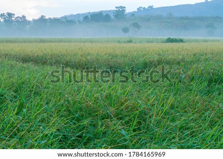The rice grains are,Organic rice,rice in the water.View of Young rice, sprout ready to growing in the rice field
