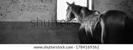Racehorse looking out stable window Royalty-Free Stock Photo #1784169362
