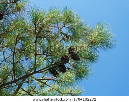 Loblolly Pine branch (Pinus taeda) with cones and a blue sky background. Royalty-Free Stock Photo #1784182292