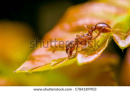 small ant insect on a plant in the meadows