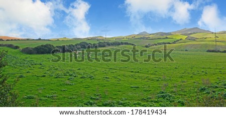 herd of sheep in Sardinian countryside