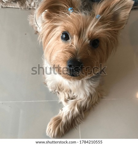 Picture of a cute little Yorkshire dog