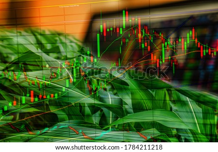 Double exposure. Corn crop field season, stock trading computer screen and technical price chart with volatility. Agricultural, food,  and commodities online, wholesale, future market concept Royalty-Free Stock Photo #1784211218