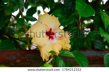 Yellow red White hibiscus flower