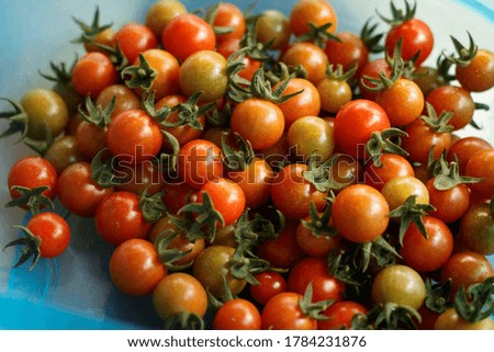 Tomatoes Field in Medellin city