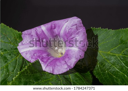 Closeup picture of a purple flower and green leaves. Black background. Macro photo