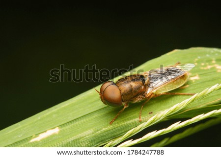 big head fly resting on grass leaf