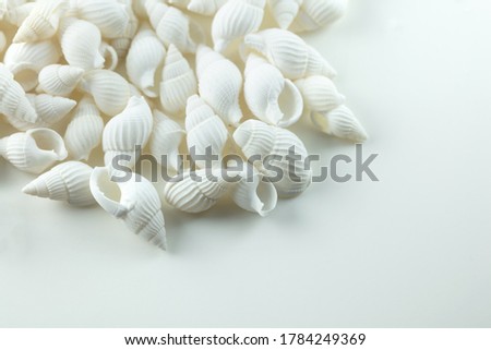 White spiral sea shells isolated on natural white.  