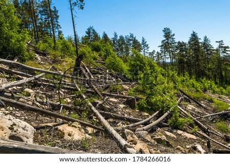 Landscape images of the forest area near the village of Cheremukhovka