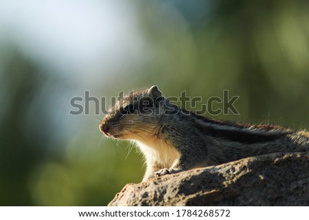 India, 23 June, 2020 : Indian Squirrel Or The Indian Palm Squirrel.
