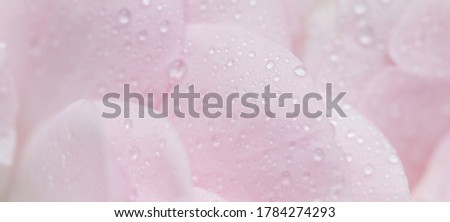 Botanical concept, wedding invitation card - Soft focus, abstract floral background, pink rose flower petals with water drops. Macro flowers backdrop for holiday brand design