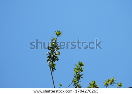 Branches of Dracaena or Cape of good hope tree under bright blue sky with copy space. Minimalism concept. Less is the best concept.
