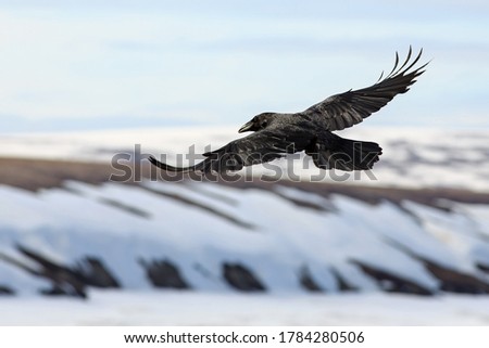 A black raven hovers over a snowy sea coast and tundra. A beautiful wild bird in its natural habitat. The beginning of June in the Arctic. The cold climate of the polar region. Wildlife of Chukotka. Royalty-Free Stock Photo #1784280506