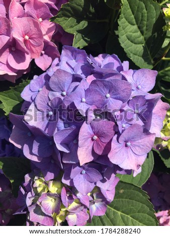 A beautiful close up picture of (Bigleaf Hydrangea) Flower - Purple Color