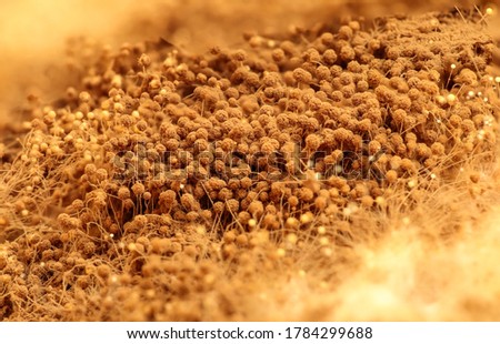 Close-up of bread mould, an Ascomycete, Rhizopus species, fungus on stale bread slices. Brownish sporangia forming a miniature forest. Royalty-Free Stock Photo #1784299688