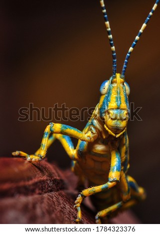 Picture of a Painted Grasshopper (Poekilocerus Pictus) is a large brightly colored grasshopper found in the Indian subcontinent