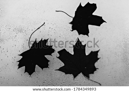 Autumn maple leaves close-up on the wet glass of the window against the background of the sky. Rain outside the window on an autumn day. Black and white photo.