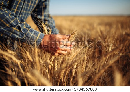 Man farmer checking the quality of wheat grain on the spikelets at the field. Male farm worker touches the ears of wheat to assure that the crop is in good condition. Agriculture, business, harvest. Royalty-Free Stock Photo #1784367803