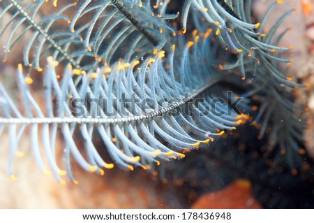  Feather star (Crinoid) _Sea lily