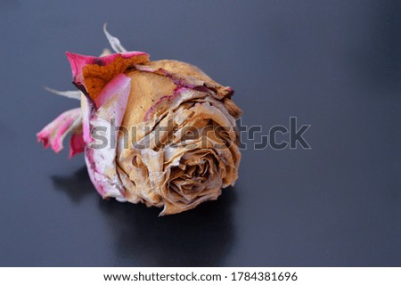 One withered pink rose bud lies on a black background