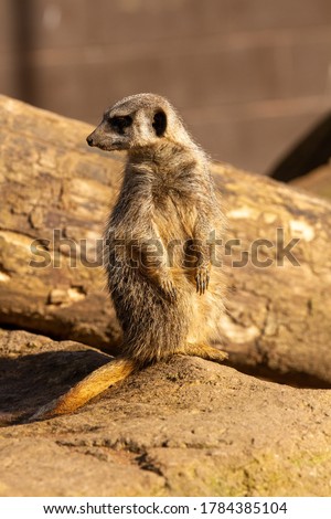 Meerkat in the sun looking over its shoulder while on guard 