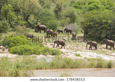 Wild elephants in South Africa