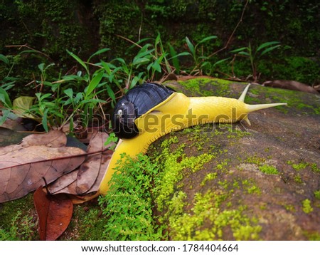 Indrella ampulla is a tropical terrestrial air-breathing gastropod mollusk in the family Ariophantidae.  Royalty-Free Stock Photo #1784404664