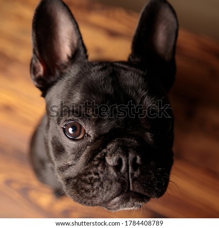 cute french bulldog puppy looking up and begging for attention on wooden floor