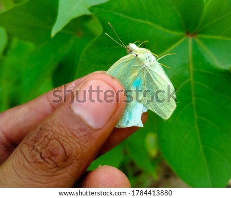 Close up of Appias drusilla Butterfly. Appias drusilla butterfly in a human hand against beautiful green grass.With selective focus on subject.