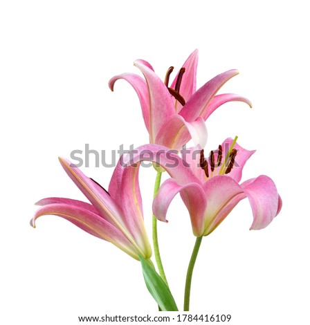 Pink lily flowers on a white background  Royalty-Free Stock Photo #1784416109