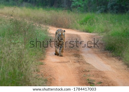 Tigress named Maya walking head on at Tadoba Andhari Tiger Reserve during a Winter Evening.