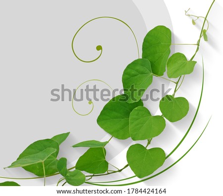 Tropical leaf isolated on white background 