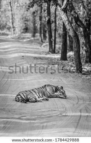 black and white image of wild female tiger resting on forest track 