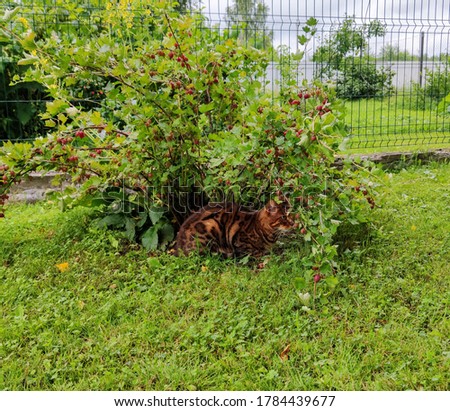 A bengal cat hiding under a gooseberry bush. Royalty-Free Stock Photo #1784439677