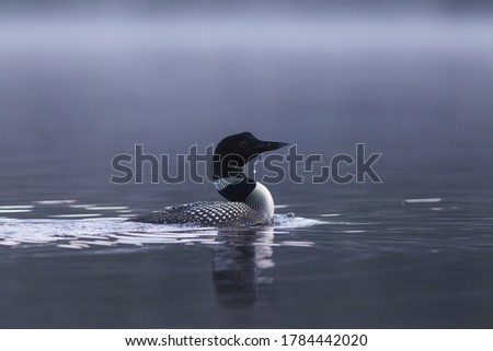 common loon in summer, Quebec, Canada