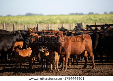 Farming Ranch Angus and Hereford Cattle Royalty-Free Stock Photo #1784446601