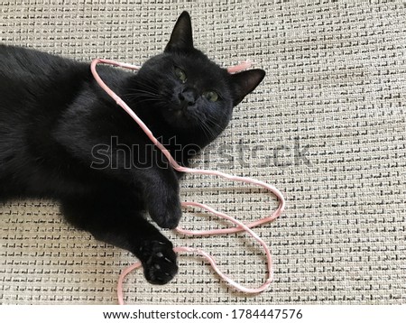 black cat with pink ribbon on the couch